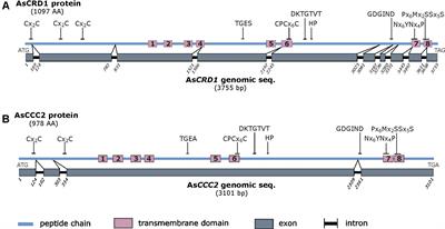 Two P1B-1-ATPases of Amanita strobiliformis With Distinct Properties in Cu/Ag Transport